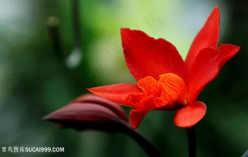 野外野生户外红色鲜艳花束图片 野外野生户外红色鲜艳花束图片