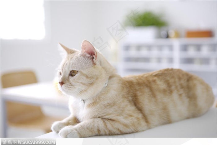 可爱猫咪-趴着的可爱猫咪