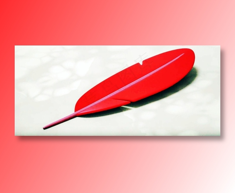 鸟类动物的毛发