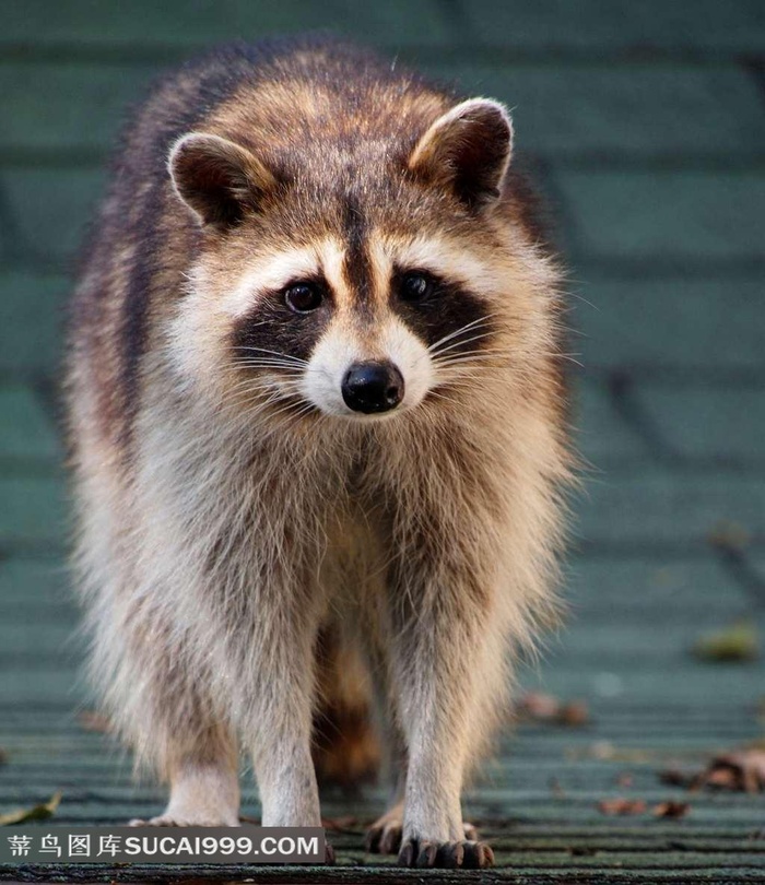 浣熊摄影图片