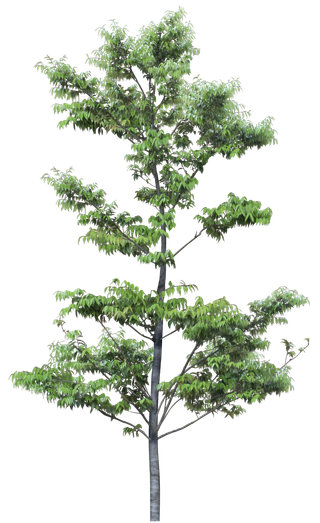 高清树木素材 免抠PSD植物素材 美术绘画园林贴图 树草灌木花草