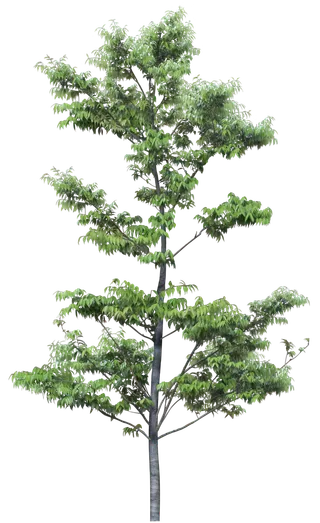 高清树木素材 免抠PSD植物素材 美术绘画园林贴图 树草灌木花草