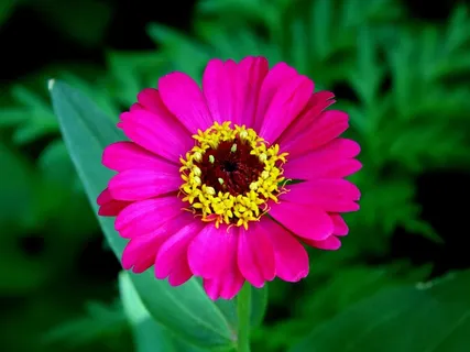 艳丽百日草花朵图片 艳丽百日草花朵图片
