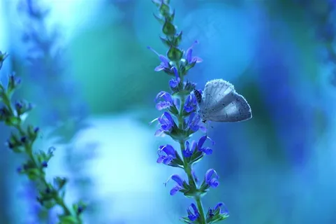 唯美蝴蝶鲜花图片