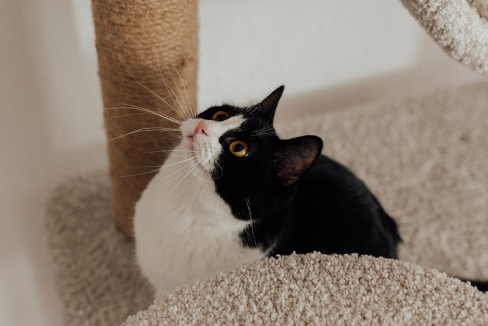 可爱猫咪猫猫摄影素材