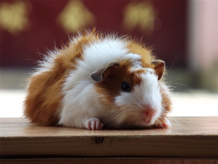 小豚鼠图片下载