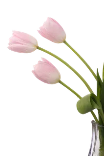 png粉色 郁金香 素材 免扣