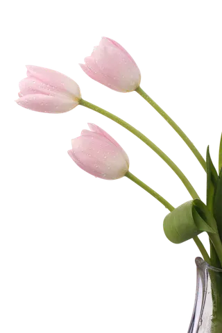 png粉色 郁金香 素材 免扣