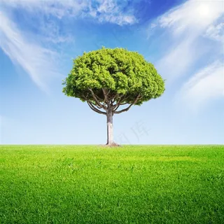 蓝天下的大树和绿草地高清图片