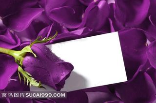 紫色玫瑰贺卡图片下载