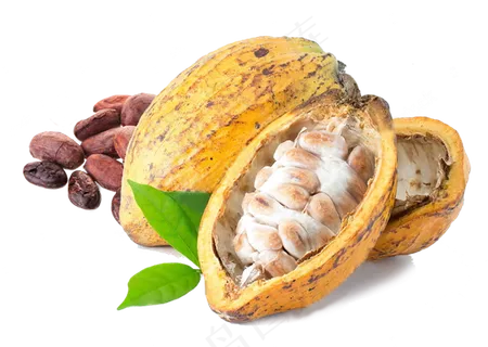 可可果实可可粉免抠 (4)