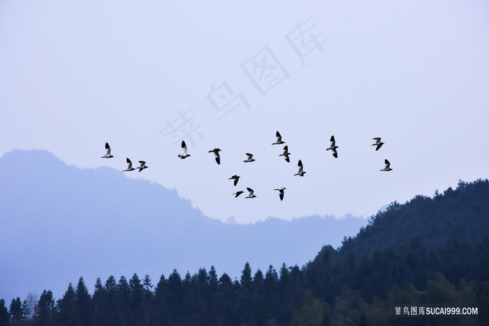 森林上空的飞鸟