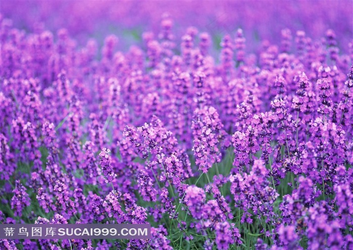 薰衣草花海鲜花图片