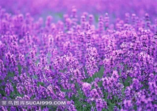 薰衣草花海鲜花图片