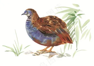 漂亮的野鸡彩绘素材