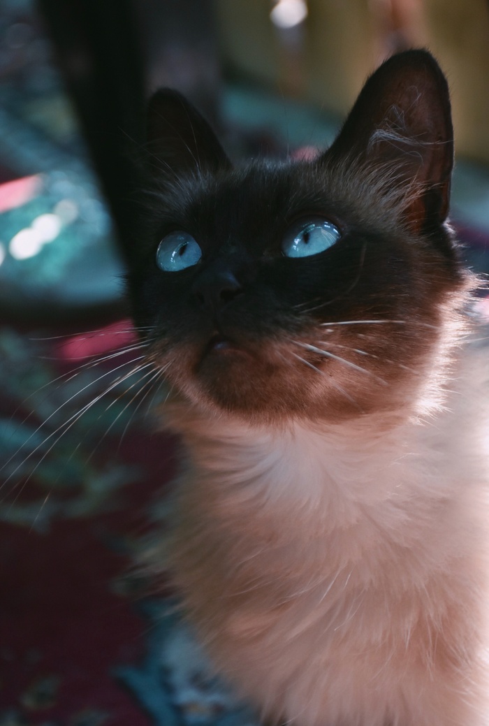 可爱猫咪猫猫摄影素材