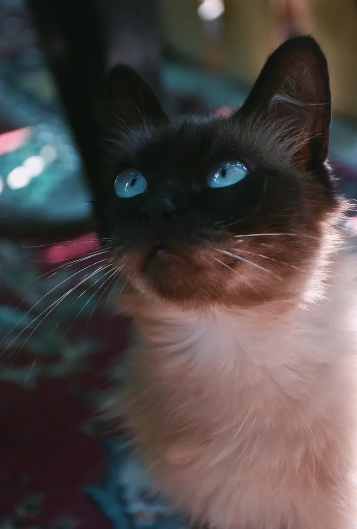 可爱猫咪猫猫摄影素材