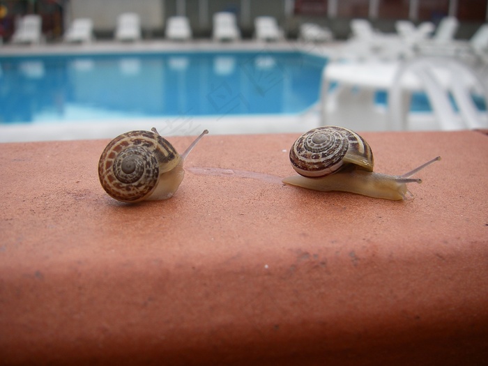 两只蜗牛摄影图片