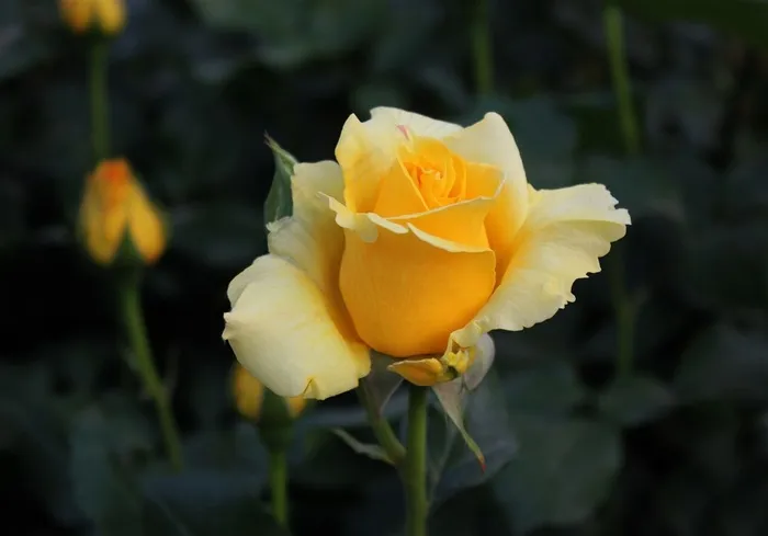 月季花黄玫瑰花图片高清
