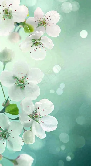 春天白色的樱花花朵开满枝头立春惊蛰春分摄影图