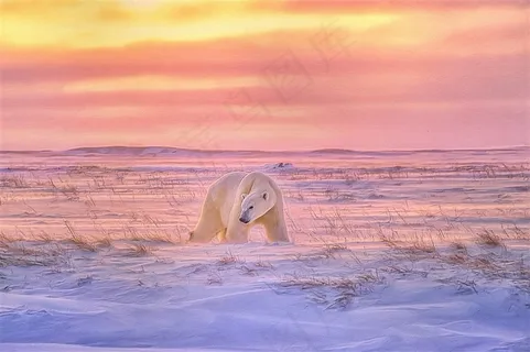 唯美夕阳下的北极熊图片