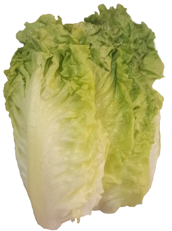 鲜嫩新鲜结球生菜菜叶免抠实物实拍摄影元素素材psd模版下载