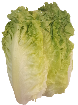 鲜嫩新鲜结球生菜菜叶免抠实物实拍摄影元素素材