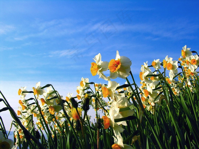 蓝色天空水仙花图片