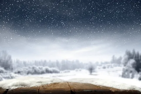 美丽的冬天森林美景