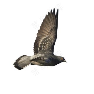 鸽子免抠图设计素材鸽子图片