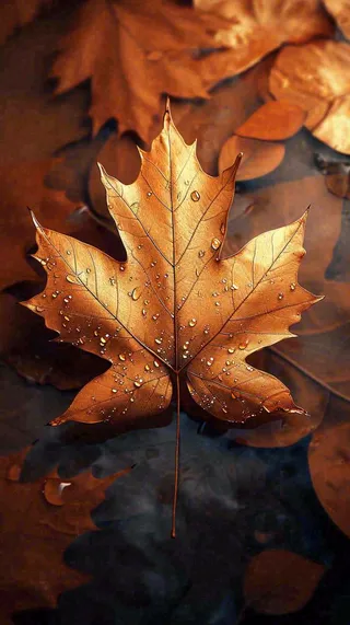 秋天水面水珠落叶黄色秋叶，故事感秋分