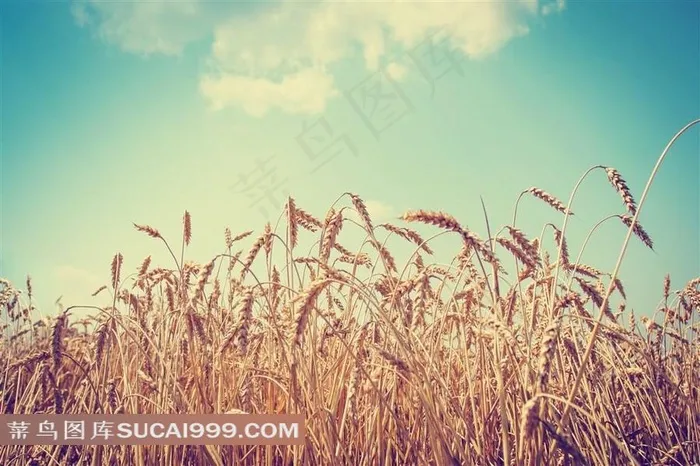 蓝天白云下的麦田艺术写真高清图片