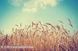 蓝天白云下的麦田艺术写真高清图片