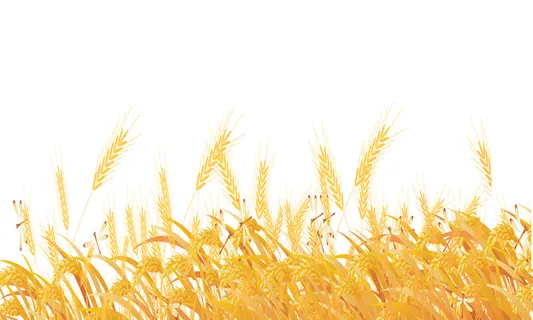 二十四节日小满水稻素材