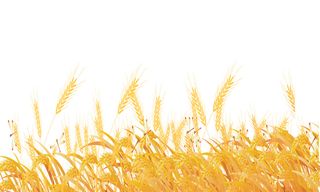 二十四节日小满水稻素材