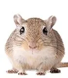 鼠标 PNG 图像免抠(140x160)