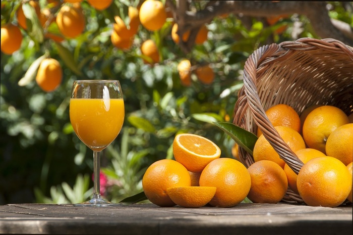 果树下摆放的美味的橙子与橙汁