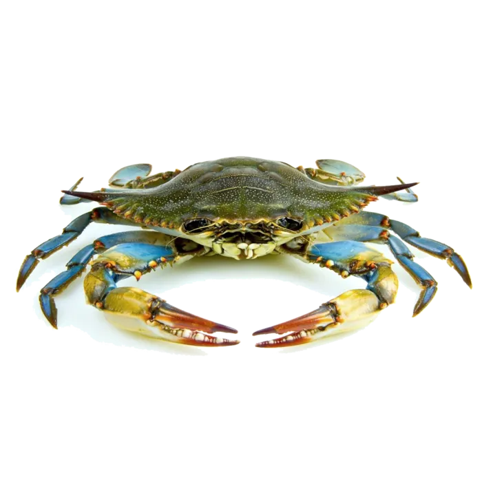 螃蟹(18)海鲜超市商品红酒白底图免抠实物摄影png格式图片透明底