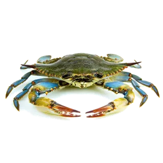 螃蟹(18)海鲜超市商品红酒白底图免抠实物摄影png格式图片透明底