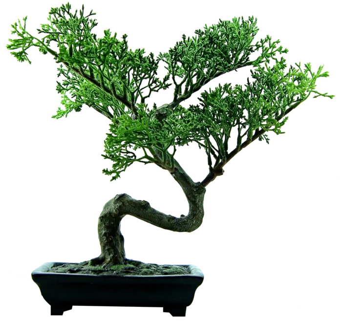 松树绿植植物
