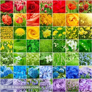 各种花卉合集