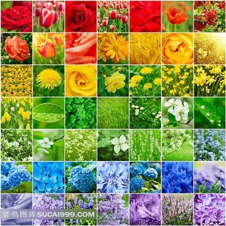 各种花卉合集