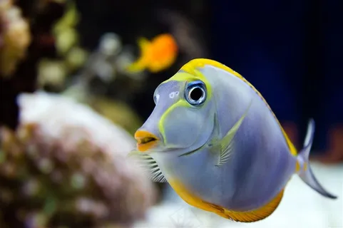 美丽的海底漂亮的鱼类