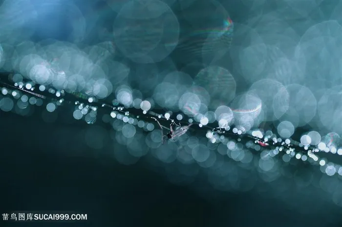 高清在布满水珠的树枝上的昆虫摄影图片