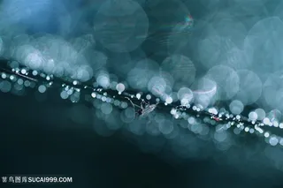 高清在布满水珠的树枝上的昆虫摄影图片