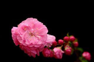 花卉摄影梅花图片