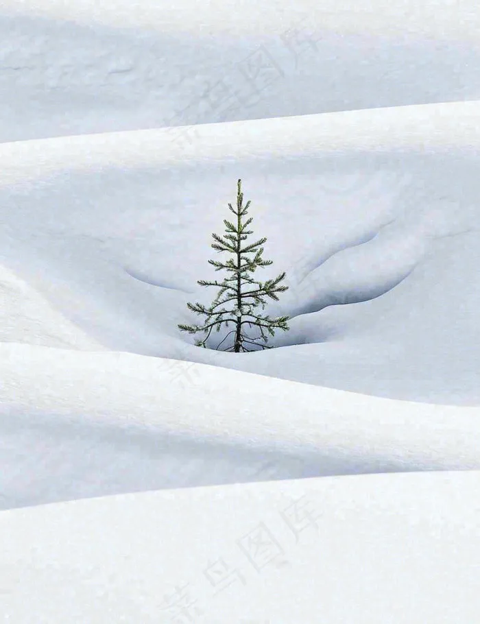 冬天意境简约松树雪地，立冬冬至小雪大雪小寒大寒(960x1248)