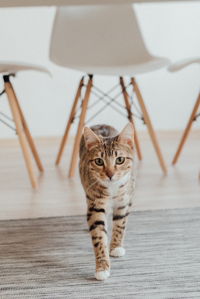 可爱猫咪猫猫摄影素材