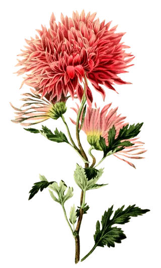 复古手绘植物花卉插画 免抠