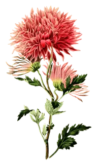 复古手绘植物花卉插画 免抠 复古手绘植物花卉插画 免抠